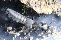 Ocypus aethiops