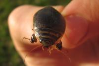 Acilius sulcatus