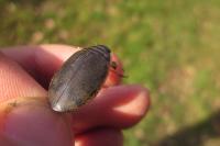 Acilius sulcatus
