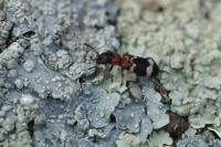 Thanasimus formicarius