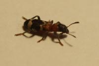 Thanasimus formicarius