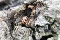 Oenopia conglobata