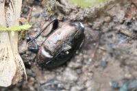 Carabus nemoralis