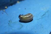 Chrysolina americana