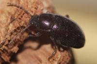 Nalassus laevioctostriatus
