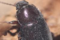 Nalassus laevioctostriatus