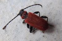 Pyrrhidium sanguineum