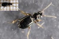 Bembidion lampros