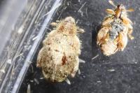 Orchestes quercus