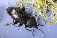 Stenomax aeneus