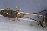 Uleiota planatus