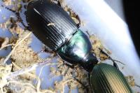 Harpalus dimidiatus