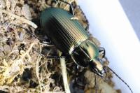 Poecilus cupreus