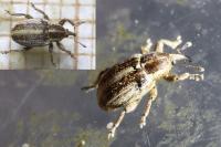 Tychius parallelus
