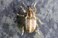Tychius parallelus