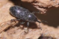 Limnobaris dolorosa