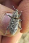 Cleonis pigra