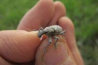 Cleonis pigra