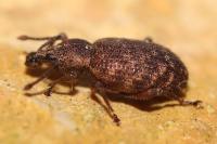 Otiorhynchus veterator