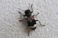 Clerus mutillarius