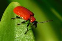 Lilioceris lilii