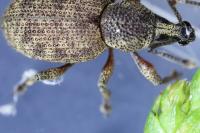 Otiorhynchus singularis