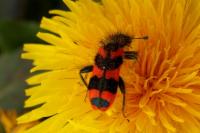Trichodes alvearius