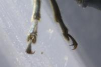 Ischnomera caerulea