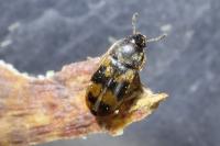 Litargus connexus