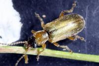 Orsodacne humeralis