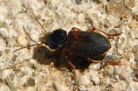 Gynandromorphus etruscus