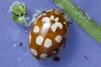 Myrrha octodecimguttata