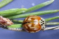 Harmonia quadripunctata