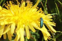 Psilothrix viridicoerulea