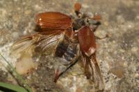 Melolontha melolontha
