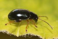 Aphthona nonstriata