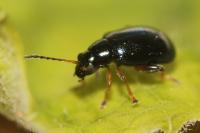 Aphthona nonstriata