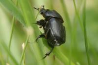 Onthophagus