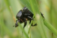 Onthophagus