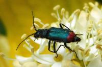 Malachius bipustulatus