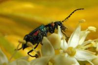 Malachius bipustulatus
