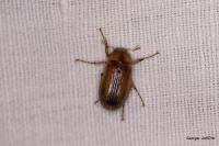 Rhizotrogus aestivus