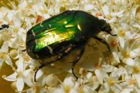 Cetonia aurata