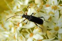 Grammoptera ruficornis