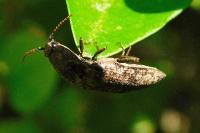 Agrypnus murinus