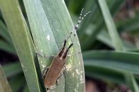 Agapanthia asphodeli