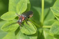 Cantharis rustica