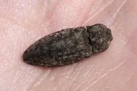 Agrypnus murinus