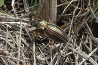 Carabus auratus