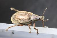 Polydrusus mollis